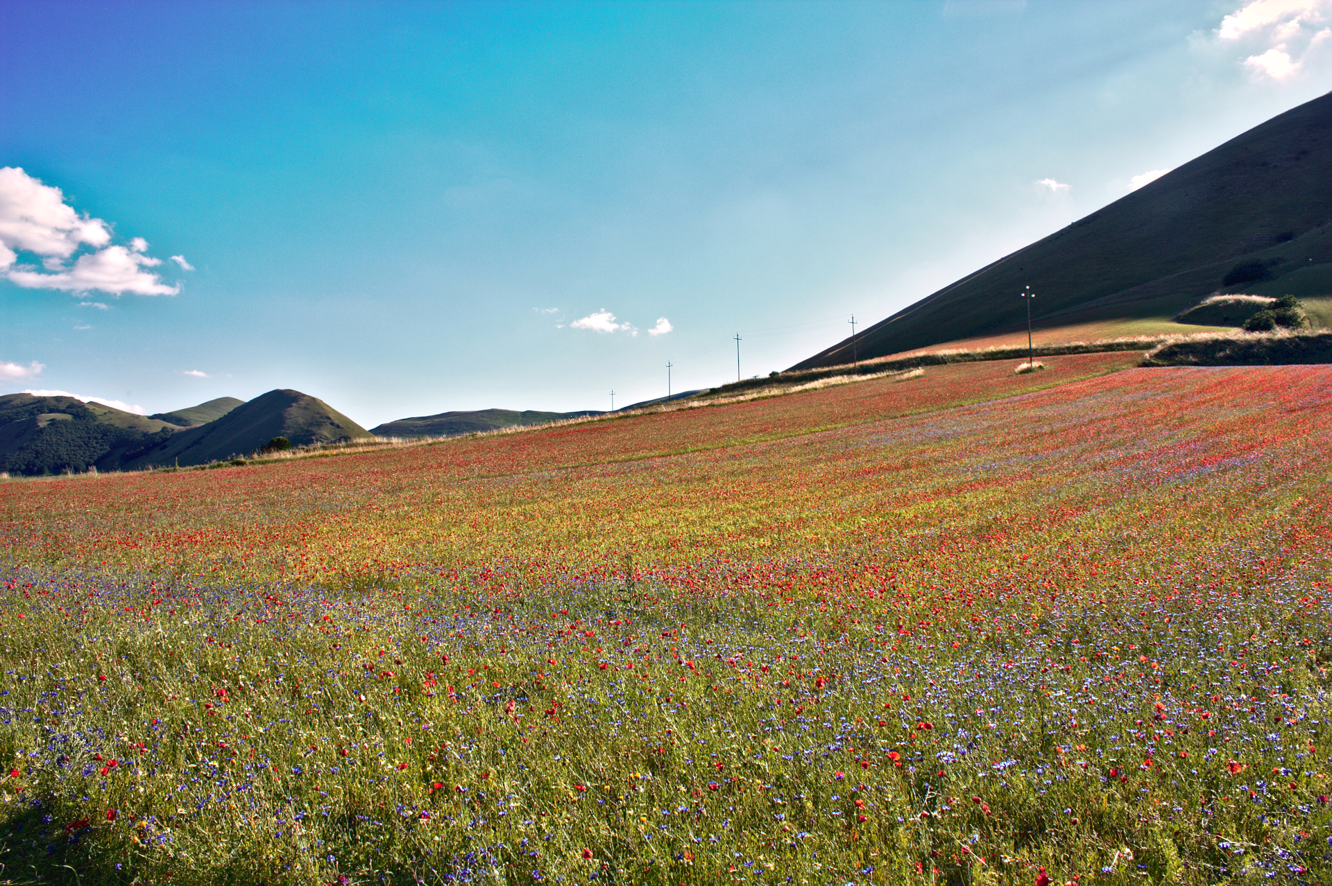 Legumes and cereals